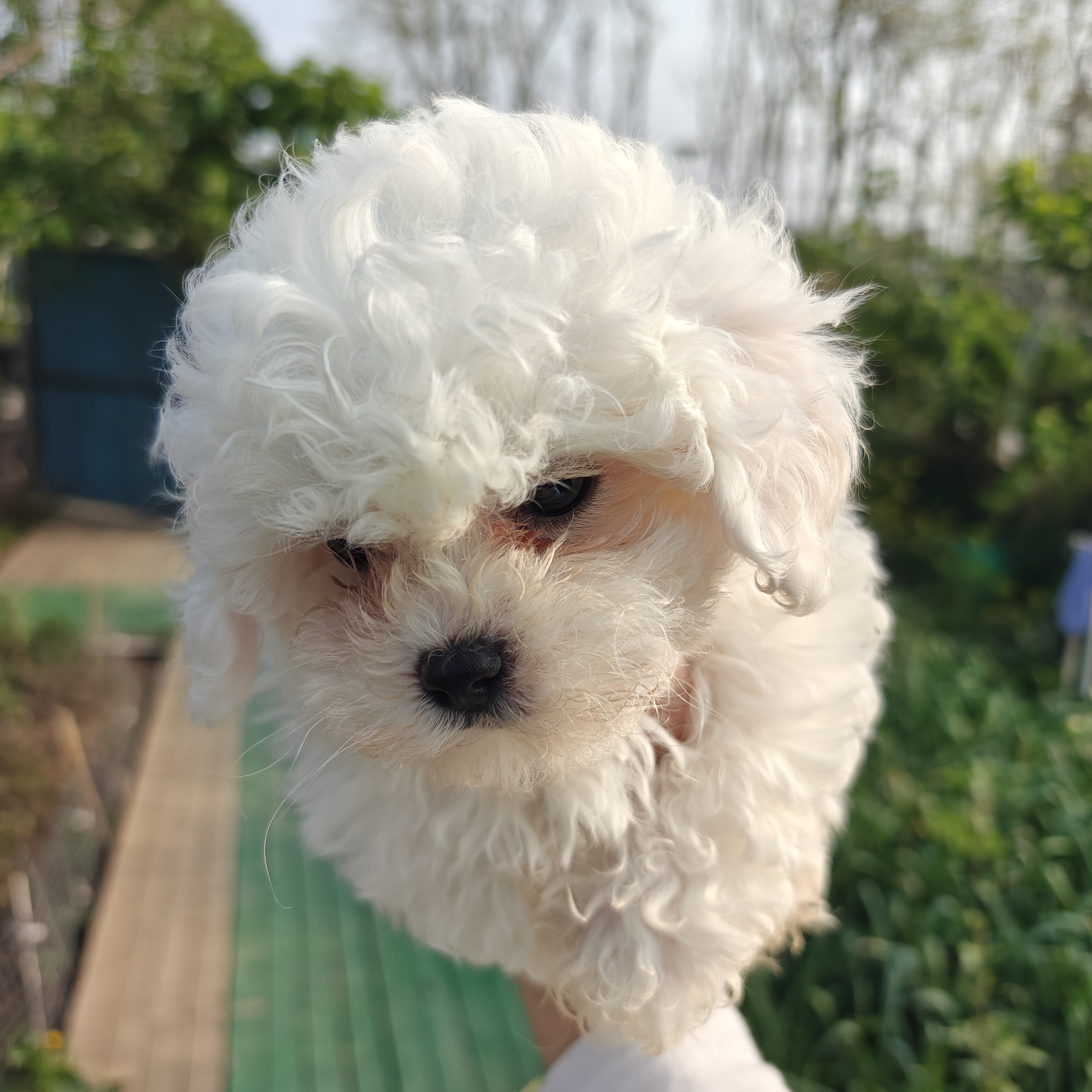 小体比熊，疫苗全打